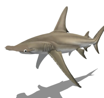 精品动物模型 鲨鱼